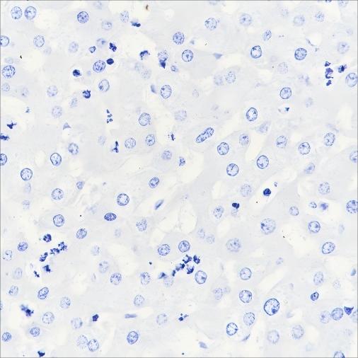 Recombinant MAG Monoclonal Antibody - small - 4