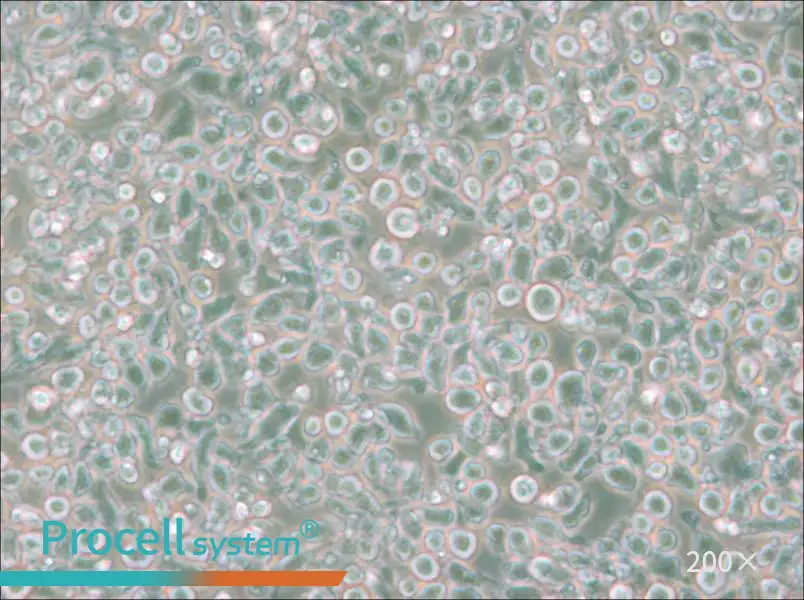 MM.1S Cell Complete Medium - small - 4