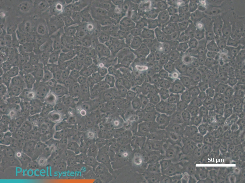 SACC-83 - 6