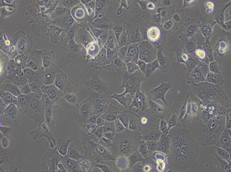 SW 1990 (L15) Cell Complete Medium - small - 6