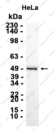 Recombinant VPS4a Monoclonal Antibody - 2