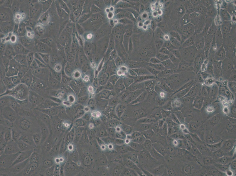 Panc 03.27 Cell Complete Medium - 4