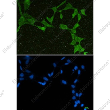 Recombinant DDX21 Monoclonal Antibody - 2