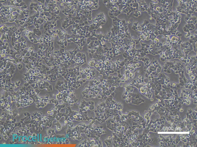 Beta-TC-6 Cell Complete Medium - 2