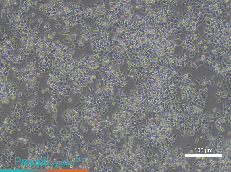 NCI-H1581NCI-H1581 - 3