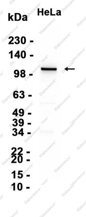 Recombinant BRD2 Monoclonal Antibody - 2