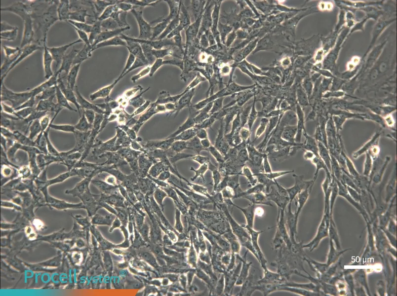 C6 Cell Complete Medium - small - 5
