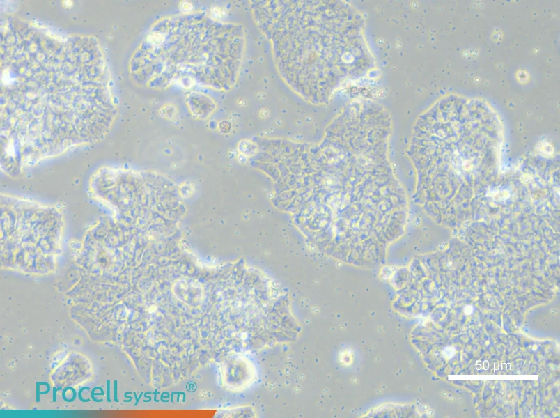 HCC1500 Cell Complete MediumHCC1500 Cell Complete Medium - 4