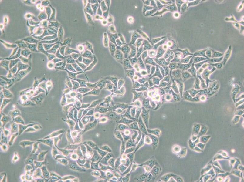 RT-112 Cell Complete Medium - small - 5