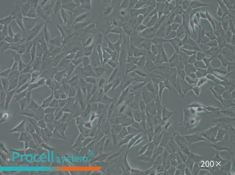 Py230 Cell Complete Medium - 4