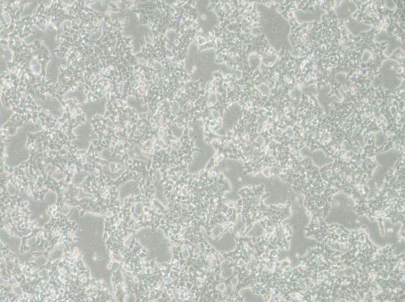 SW620-LUC (DMEM) Cell Complete MediumSW620-LUC (DMEM) Cell Complete Medium - 2