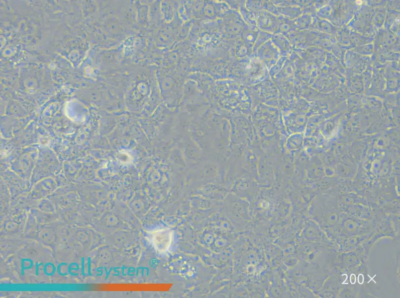 HuH-7.5.1 Cell Complete Medium - 5