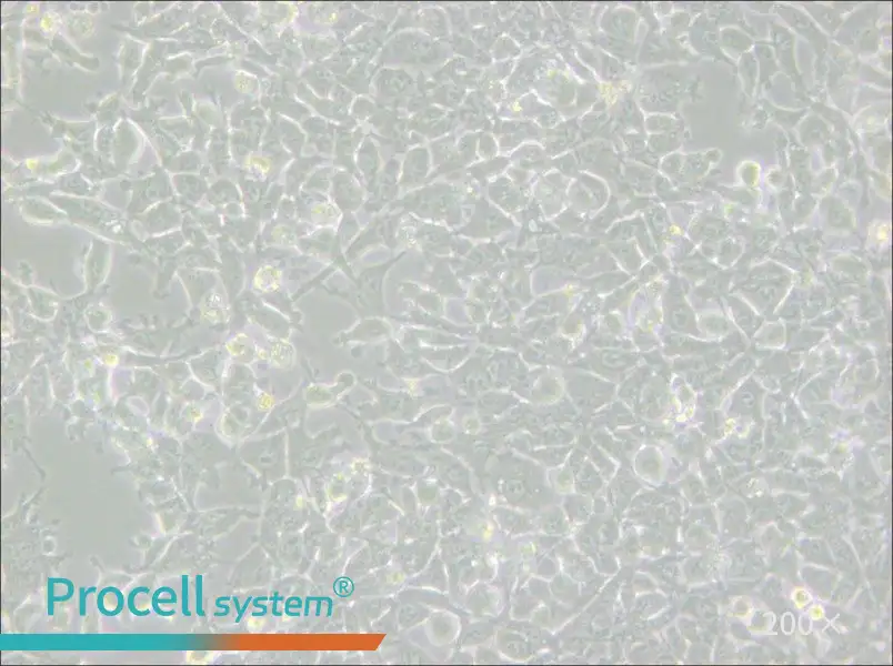 MSTO-211H Cell Complete Medium - small - 4