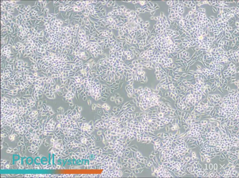 AN3 CA Cell Complete Medium - 2