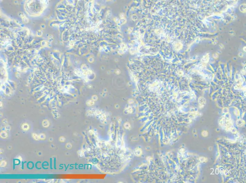 CCK-81 Cell Complete Medium - 5