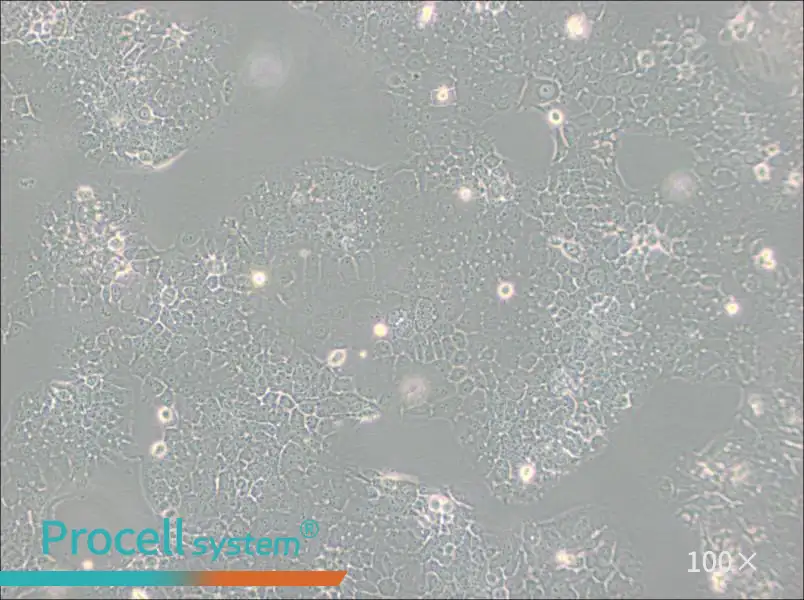 FaDu Cell Complete Medium - 1
