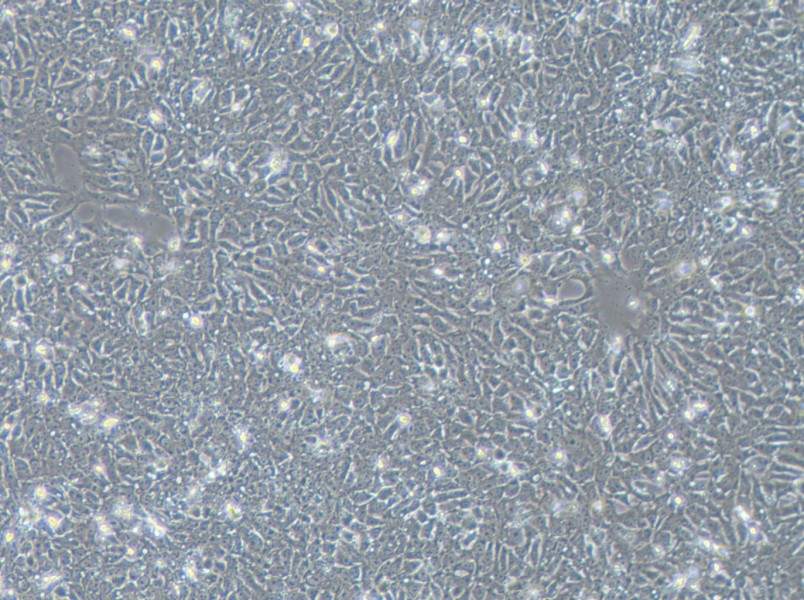 DYR0100 Cell Complete MediumDYR0100 Cell Complete Medium - 3