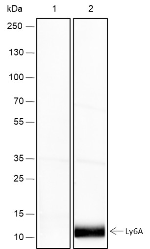 Recombinant Ly-6A/E Monoclonal Antibody - 2