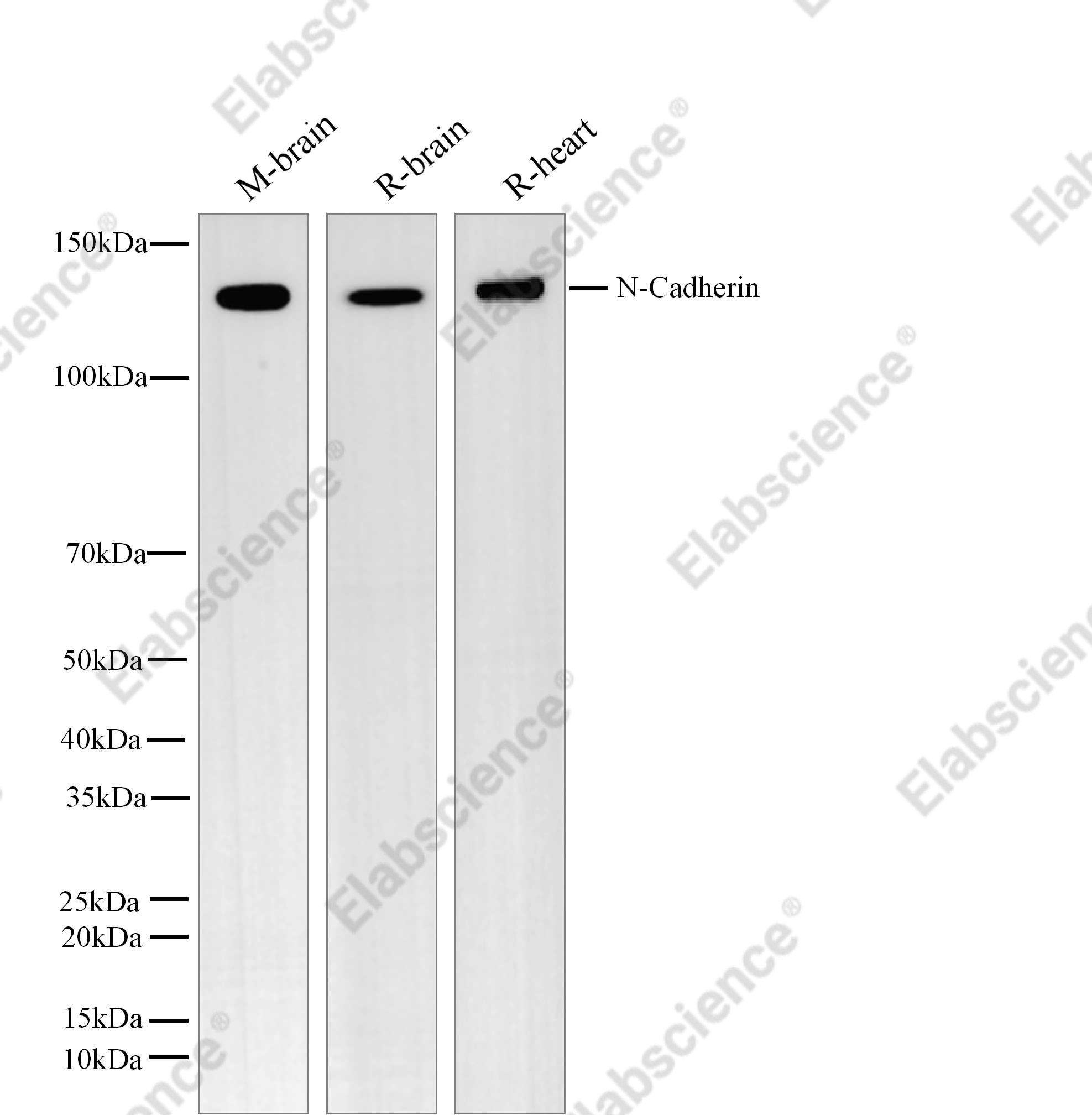 Recombinant N-Cadherin/CD325/CDH2 Monoclonal Antibody - 1