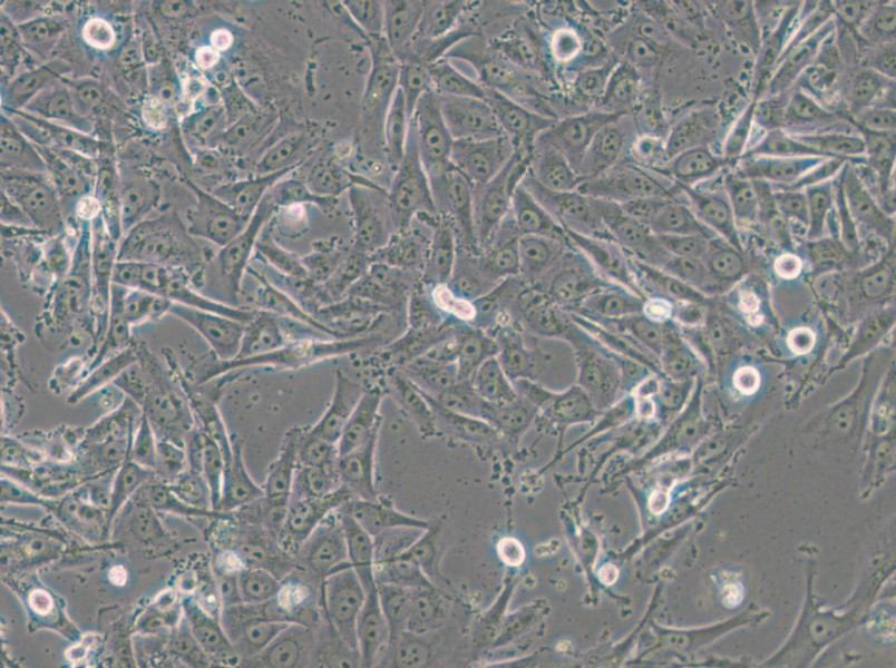 SW1573 (L15) Cell Complete Medium - 10