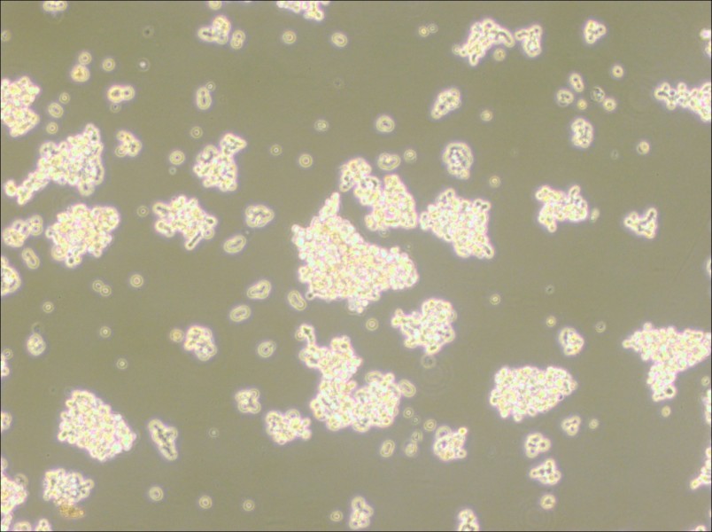 NCI-H146 [H146] Cell Complete Medium - 2