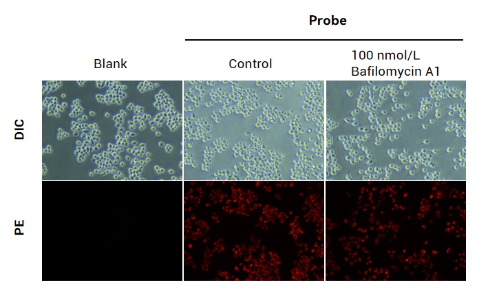Lysosomal Activity Fluorometric Assay Kit - 2