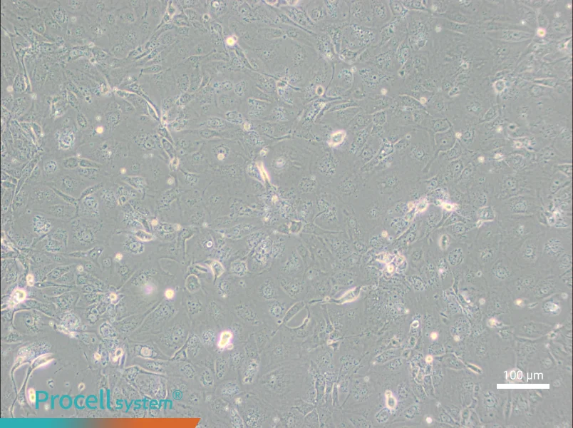 NCI-H2347NCI-H2347 - 3