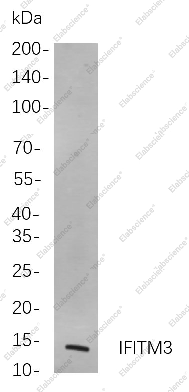 Recombinant IFITM3 Monoclonal Antibody - 1