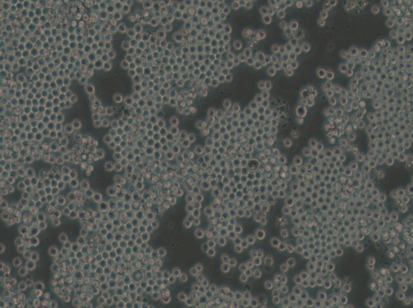 P3/NSI/1-Ag4-1 [NS-1] Cell Complete Medium - small - 4