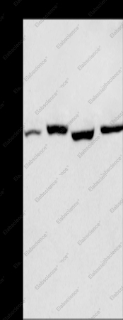 ARNTL Polyclonal Antibody - 1