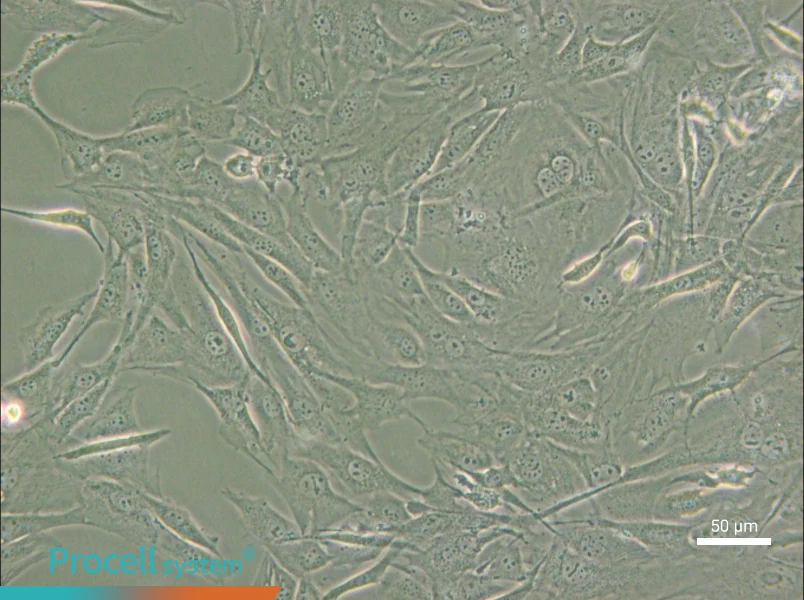 3T3-Swiss albino - 5
