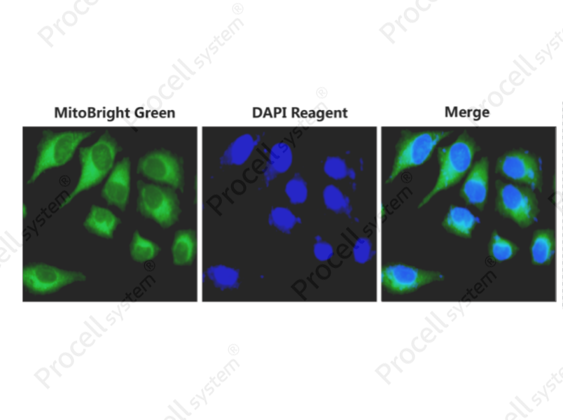 MitoBright Green Probe Assay Kit