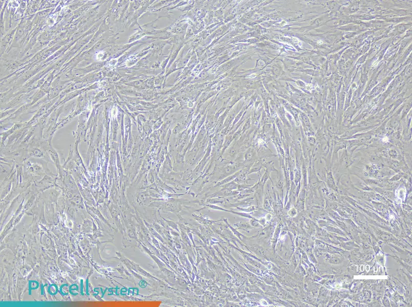 Mouse Small Intestine Interstitial Cells of Cajal Complete Medium - 3