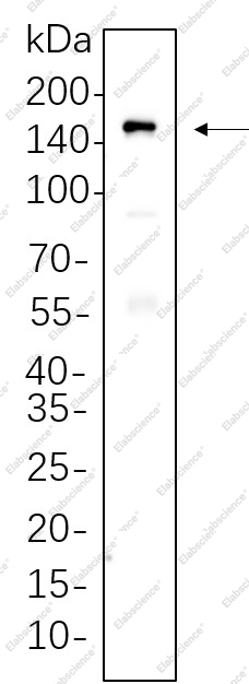 Recombinant MDR1 Monoclonal Antibody - 1