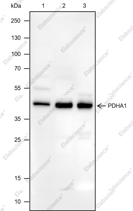 Recombinant PDHA1 Monoclonal Antibody - 1