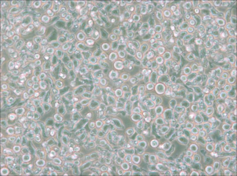 MM.1S Cell Complete Medium - 4