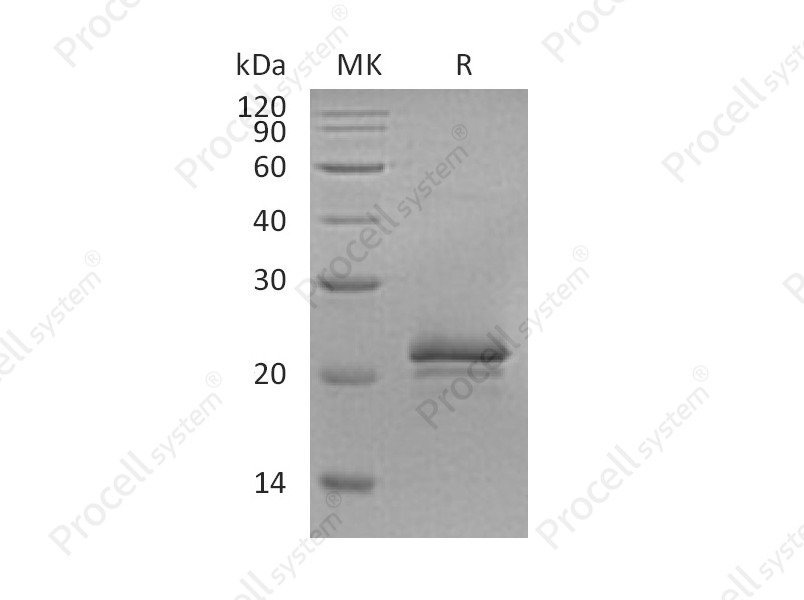 VEGF/VEGF-A, Rat, Recombinant