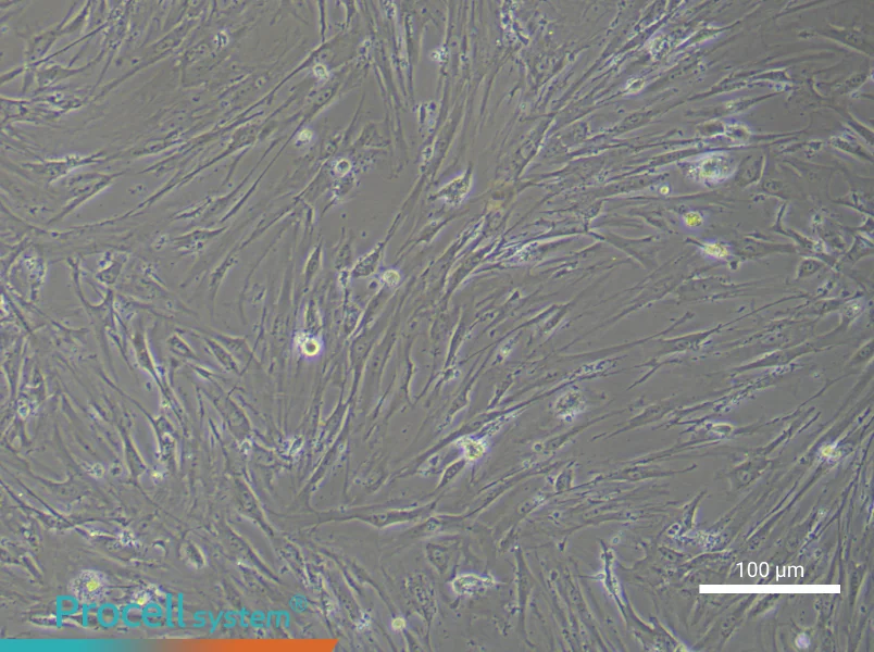 Mouse Adipose-Derived Stem Cell Complete Medium - 3