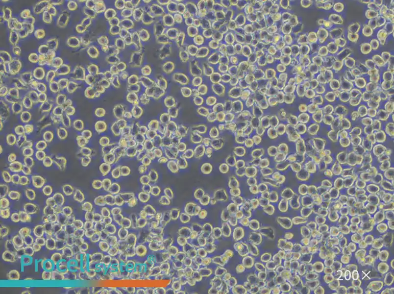 J774A.1 Cell Complete Medium - small - 4