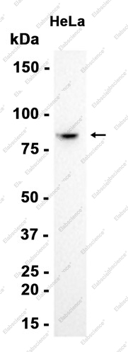 Recombinant ALS2CR8 Monoclonal Antibody - 2