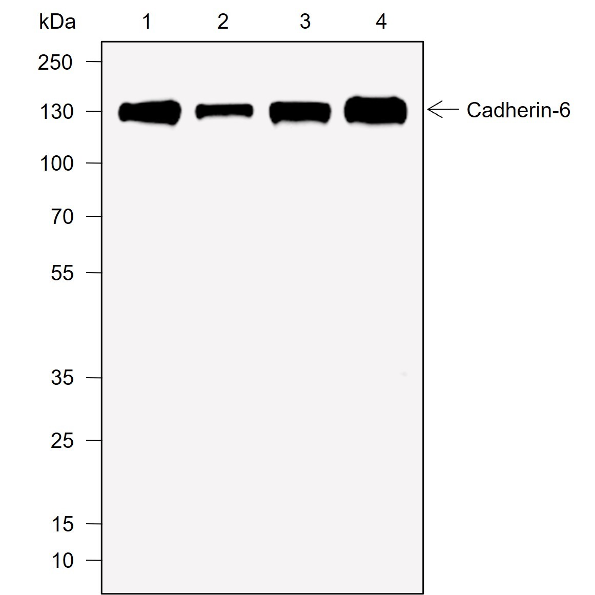 Recombinant Cadherin-6 Monoclonal Antibody-searchlist-1
