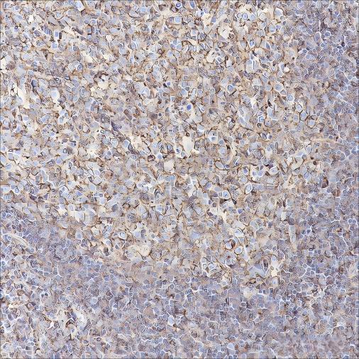 Recombinant CCR6 Monoclonal Antibody - 2