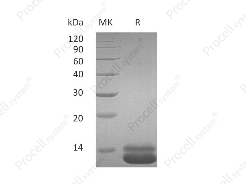 GRO-&alpha;/CXCL1 (C-6His), Human, Recombinant