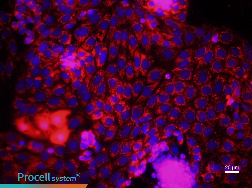 Mouse Renal Tubular Epithelial Cell Complete Medium - 2