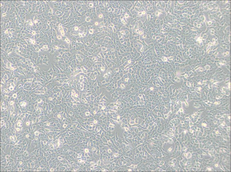 SN12C Cell Complete Medium-searchlist-1