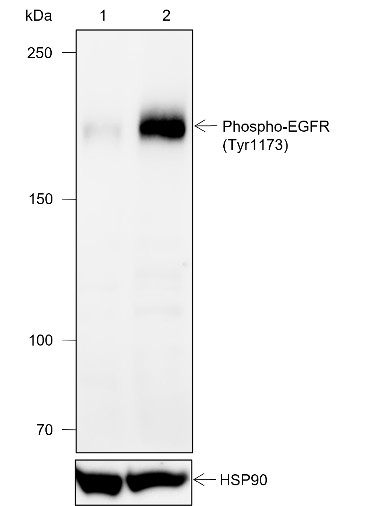 Recombinant Phospho-EGFR (Tyr1173) Monoclonal Antibody-searchlist-1