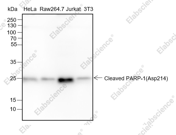 Recombinant Cleaved PARP1 p25 Monoclonal Antibody - 1