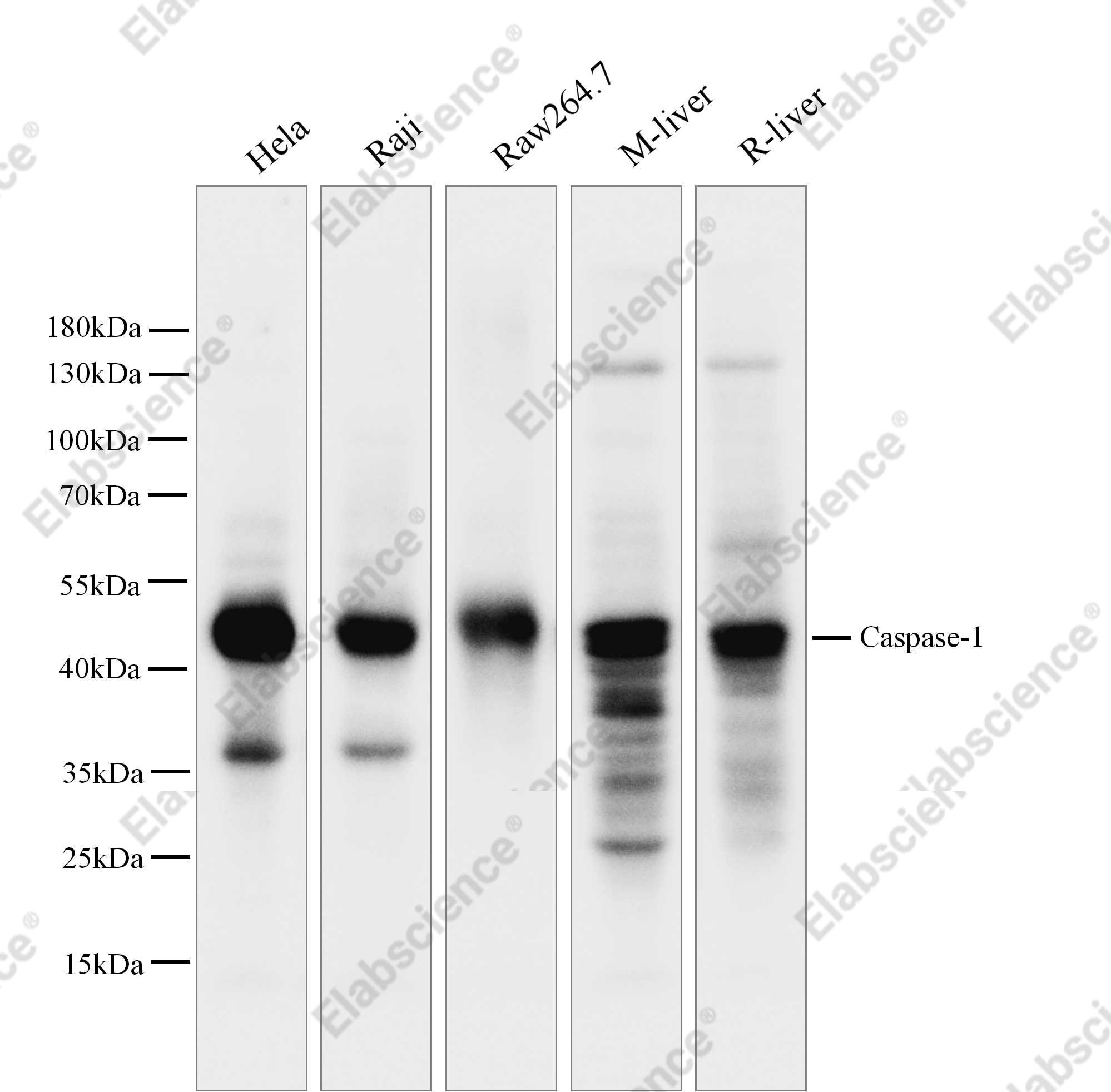 Recombinant Caspase-1 Monoclonal Antibody - 1