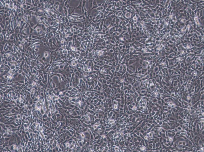 STO Cell Complete Medium-searchlist-1