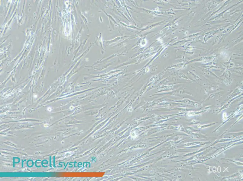 WI-38 Cell Complete Medium - 3